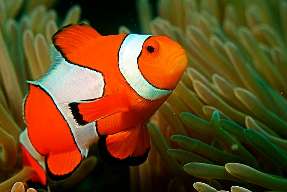 ภาพประกอบของ ปลาการ์ตูนส้มขาว (Amphiprion ocellaris)