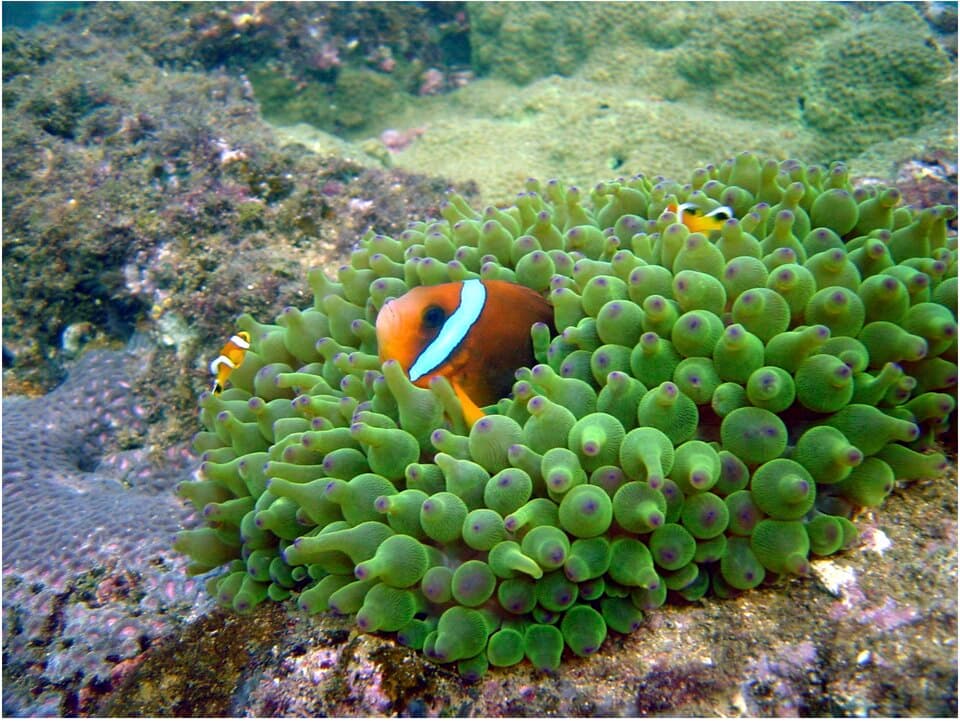 ภาพประกอบของ ปลาการ์ตูน omanensis (Amphiprion omanensis)