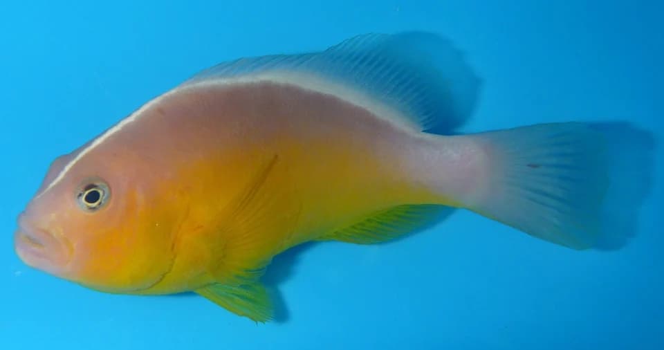 ภาพประกอบของ ปลาการ์ตูนแปซิฟิก (Amphiprion pacificus)