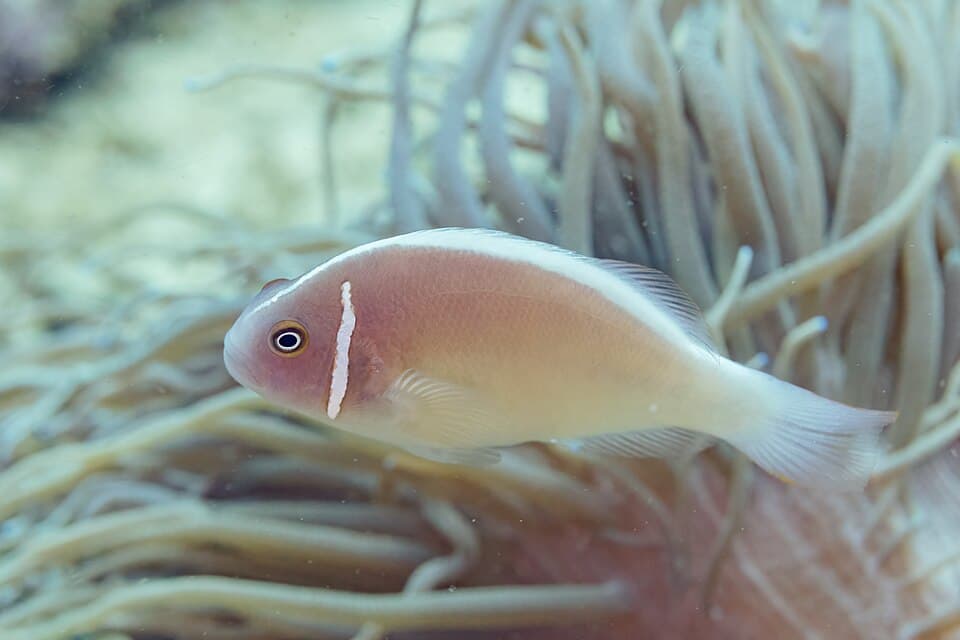 ภาพประกอบของ ปลาการ์ตูนลายชมพู (Amphiprion perideraion)