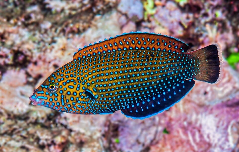 ภาพประกอบของ ปลานกขุนทองน้ำเงินลายจุด (Anampses caeruleopunctatus)