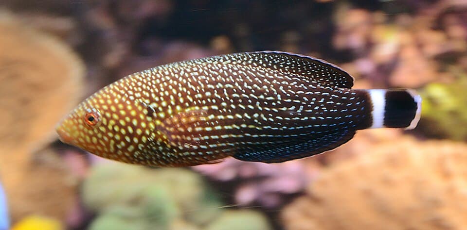 ภาพประกอบของ ปลานกขุนทองน้ำลึก (Anampses lineatus)