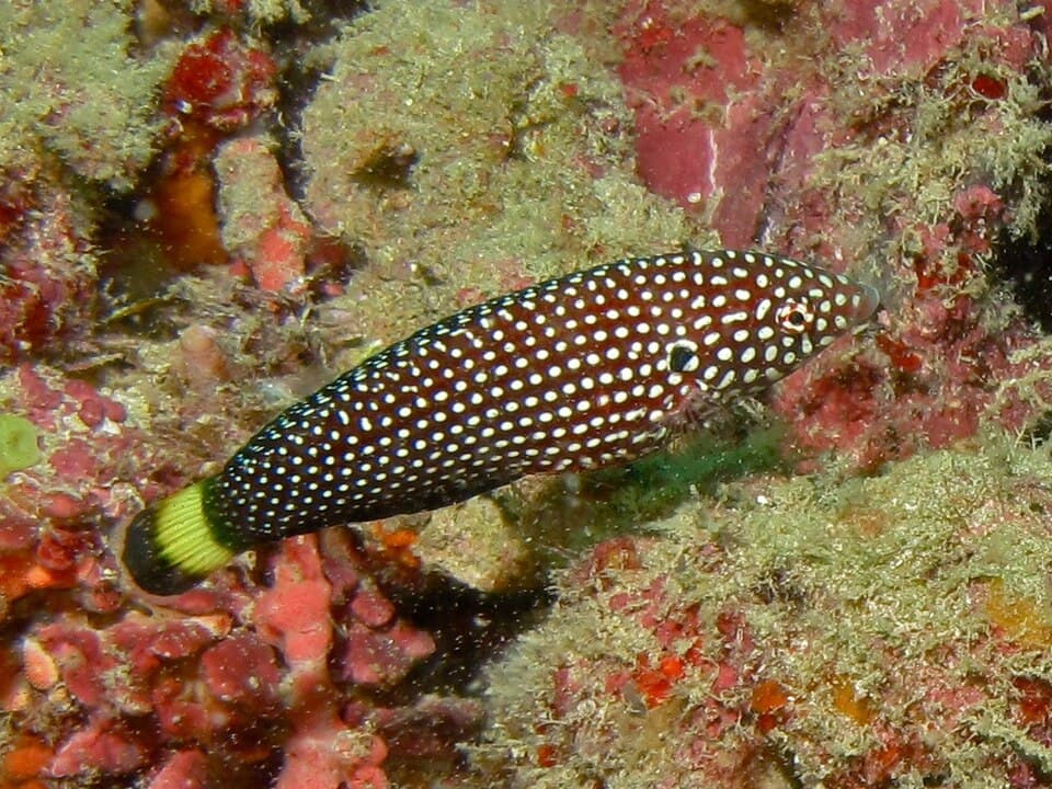ภาพประกอบของ ปลานกขุนทองจุดขาว (Anampses melanurus)