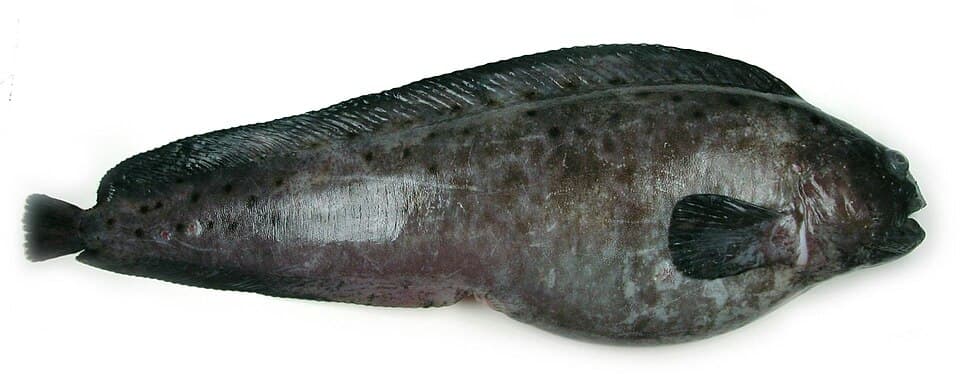 ภาพประกอบของ ปลา denticulatus (Anarhichas denticulatus)