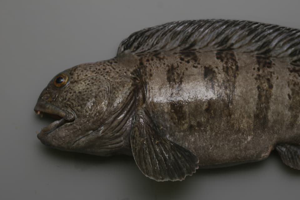 ภาพประกอบของ ปลา lupus (Anarhichas lupus)