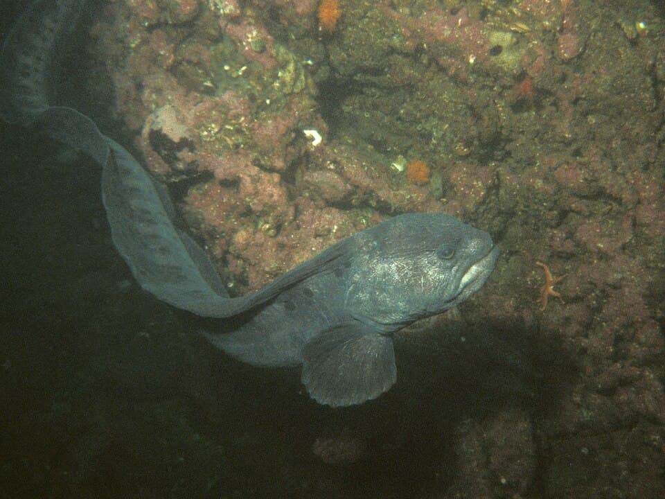 ภาพประกอบของ ปลา ocellatus (Anarrhichthys ocellatus)