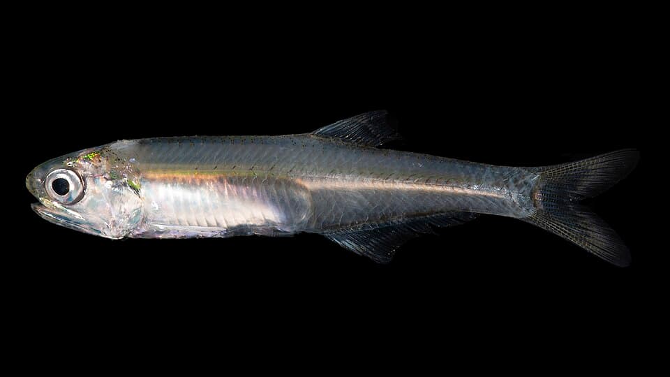 ภาพประกอบของ ปลา mitchilli (Anchoa mitchilli)