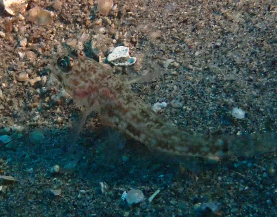 ภาพประกอบของ ปลาบู่บู่ (Ancistrogobius yoshigoui)