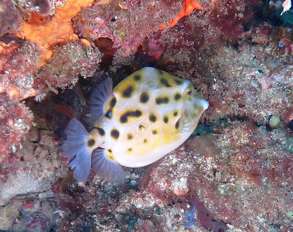 ภาพประกอบของ ปลา amygdaloides (Anoplocapros amygdaloides)