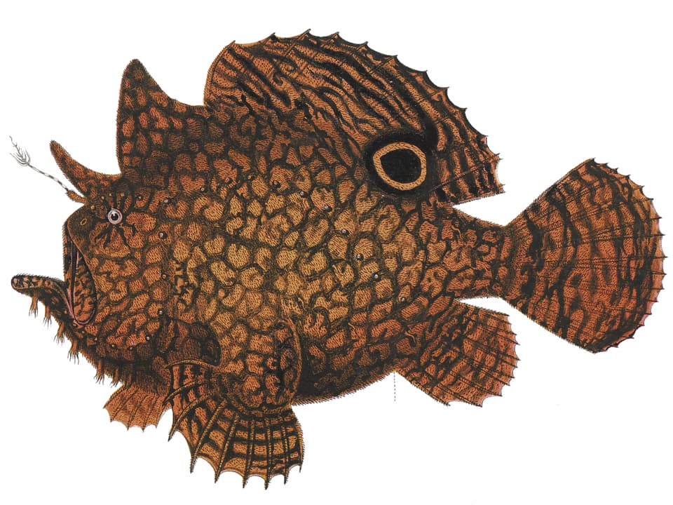 ภาพประกอบของ ปลากบน้ำกร่อย (Antennarius biocellatus)