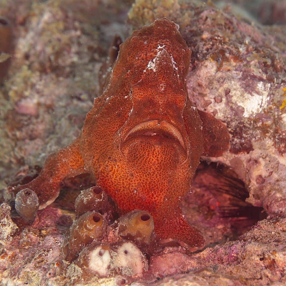 ภาพประกอบของ ปลากบดำ (Antennarius commerson)