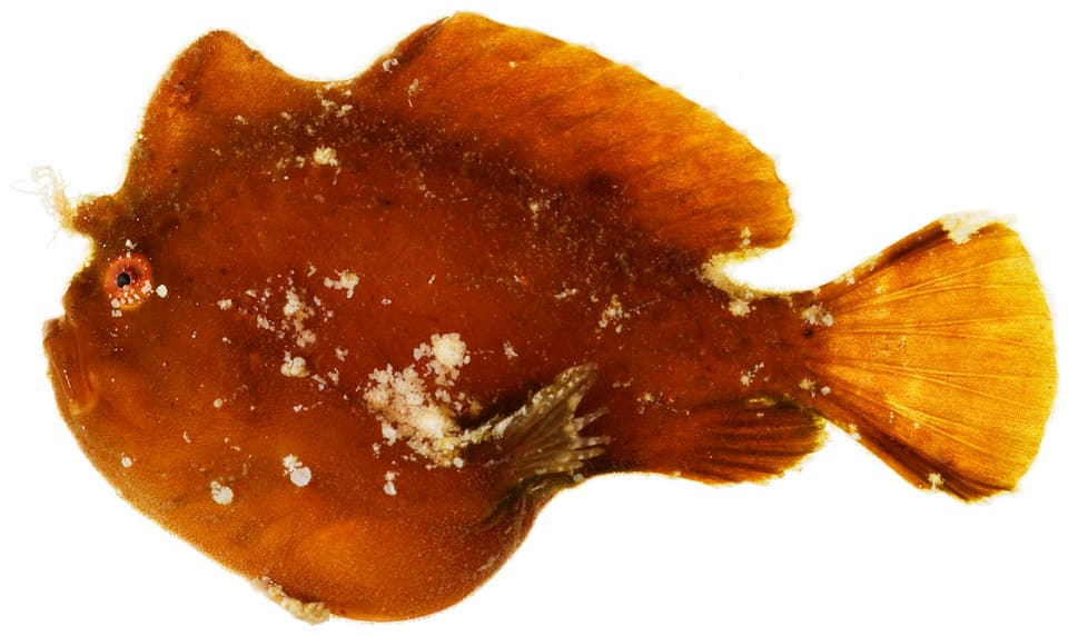 ภาพประกอบของ ปลากบแคระ (Antennarius pauciradiatus)