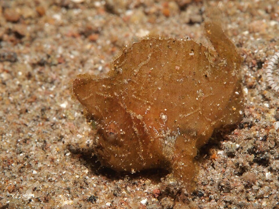 ภาพประกอบของ ปลากบ randalli (Antennarius randalli)