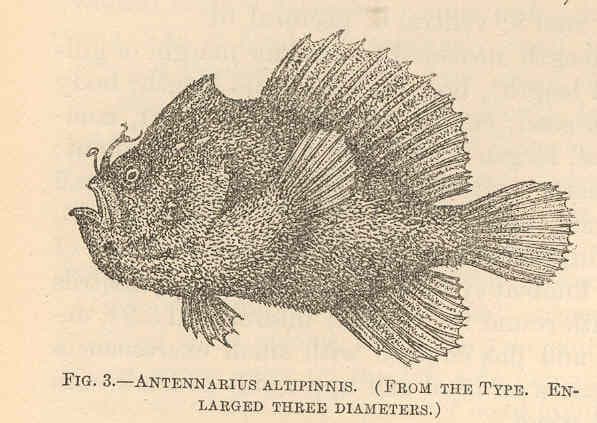 ภาพประกอบของ ปลากบ dorehensis (Antennatus dorehensis)