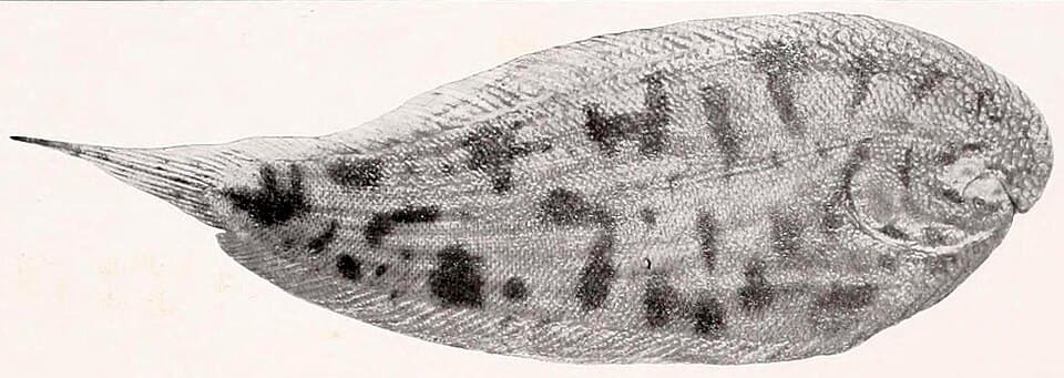 ภาพประกอบของ ปลา dumerili (Apionichthys dumerili)