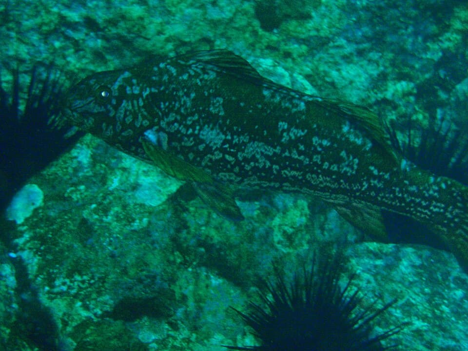 ภาพประกอบของ ปลา arctidens (Aplodactylus arctidens)