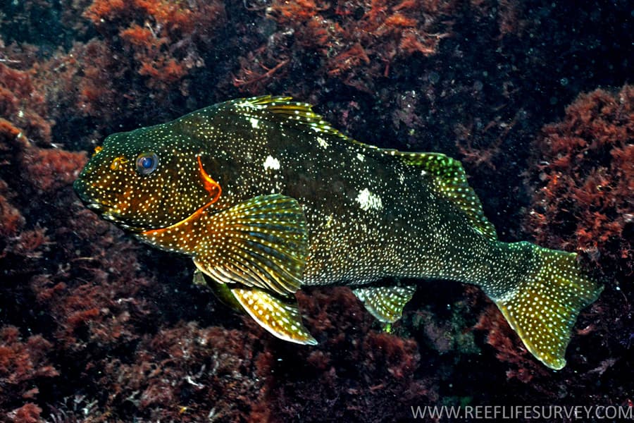ภาพประกอบของ ปลา etheridgii (Aplodactylus etheridgii)