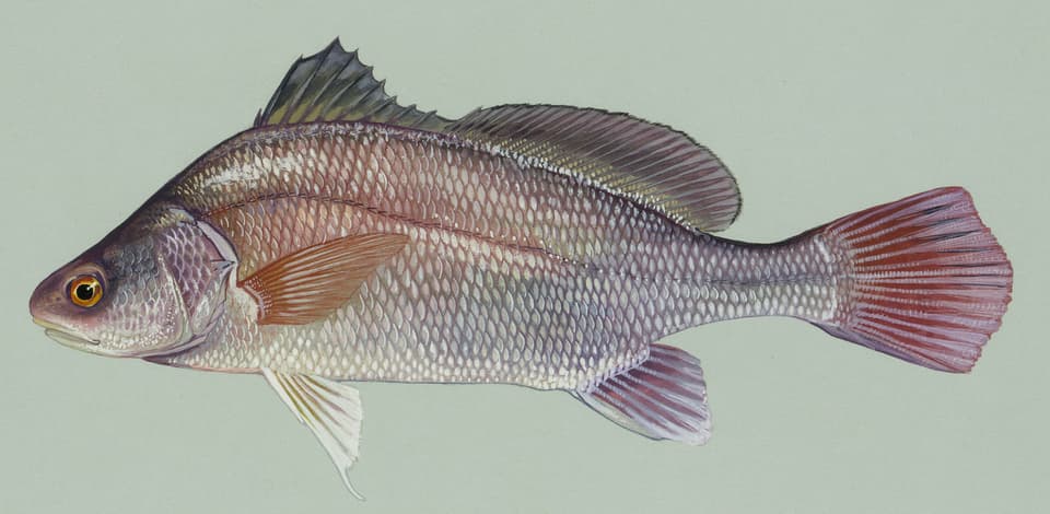ภาพประกอบของ ปลาจวด grunniens (Aplodinotus grunniens)