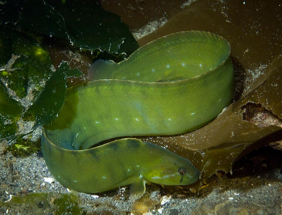 ภาพประกอบของ ปลา flavidus (Apodichthys flavidus)