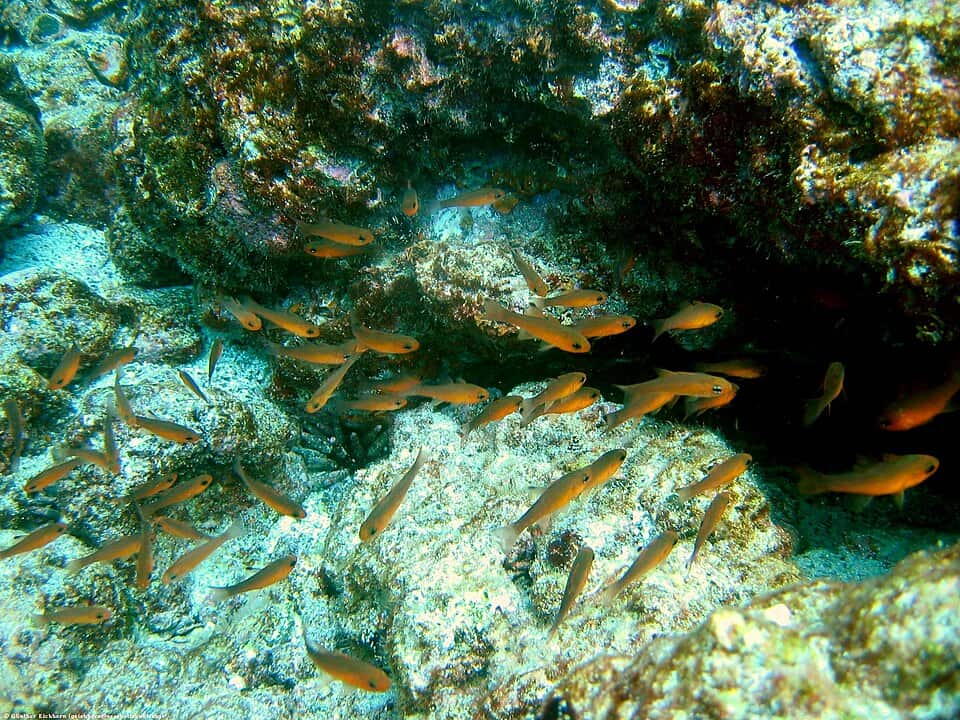 ภาพประกอบของ ปลาอมไข่ atradorsatus (Apogon atradorsatus)