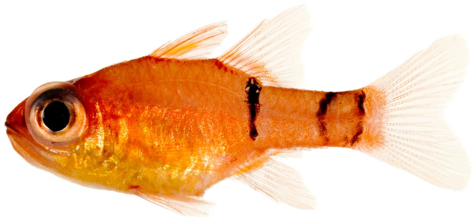 ภาพประกอบของ ปลาอมไข่ townsendi (Apogon townsendi)