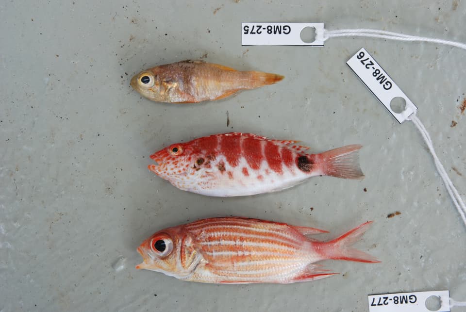 ภาพประกอบของ ปลาอมไข่ gardineri (Apogonichthyoides gardineri)