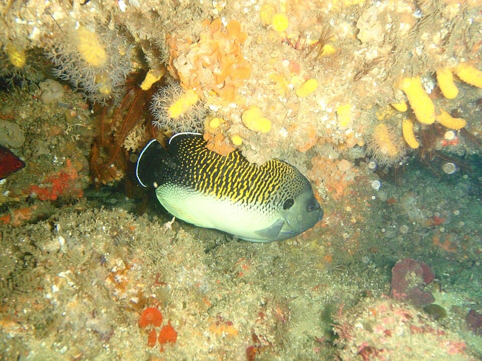 ภาพ ปลาสินสมุทรลายเสือ (Apolemichthys kingi)