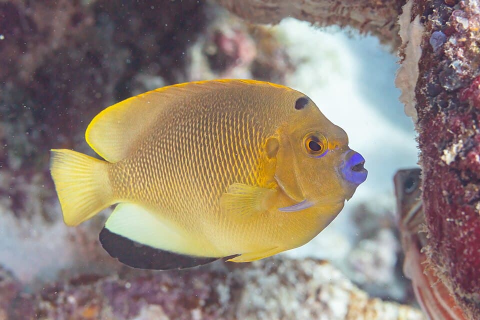 ภาพ ปลาสินสมุทรสามจุด (Apolemichthys trimaculatus)