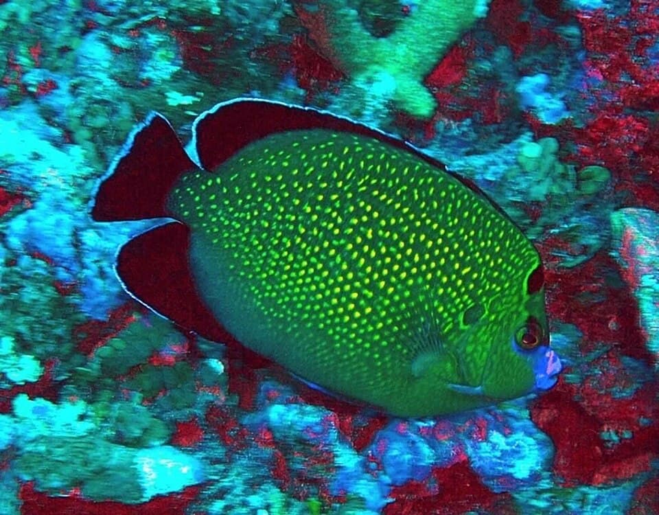ภาพประกอบของ ปลาสินสมุทรทองลายจุด (Apolemichthys xanthopunctatus)