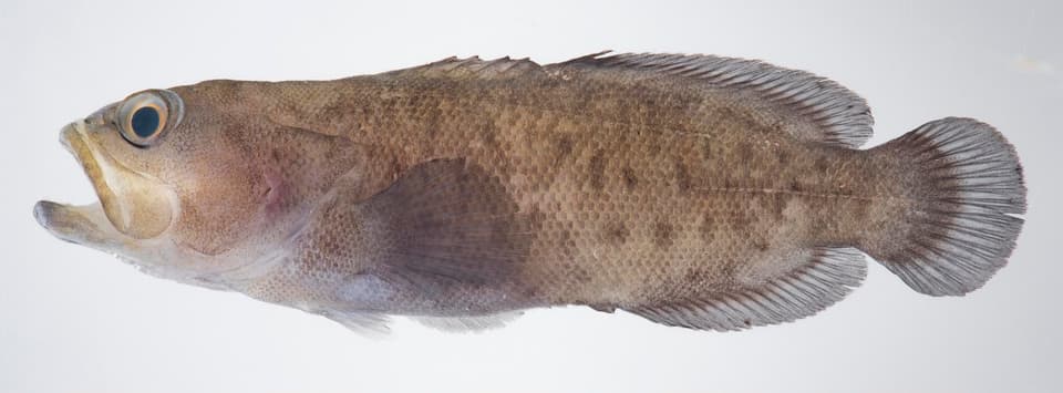 ภาพประกอบของ ปลากะรังจิ๋วลายเสือดาว (Aporops bilinearis)