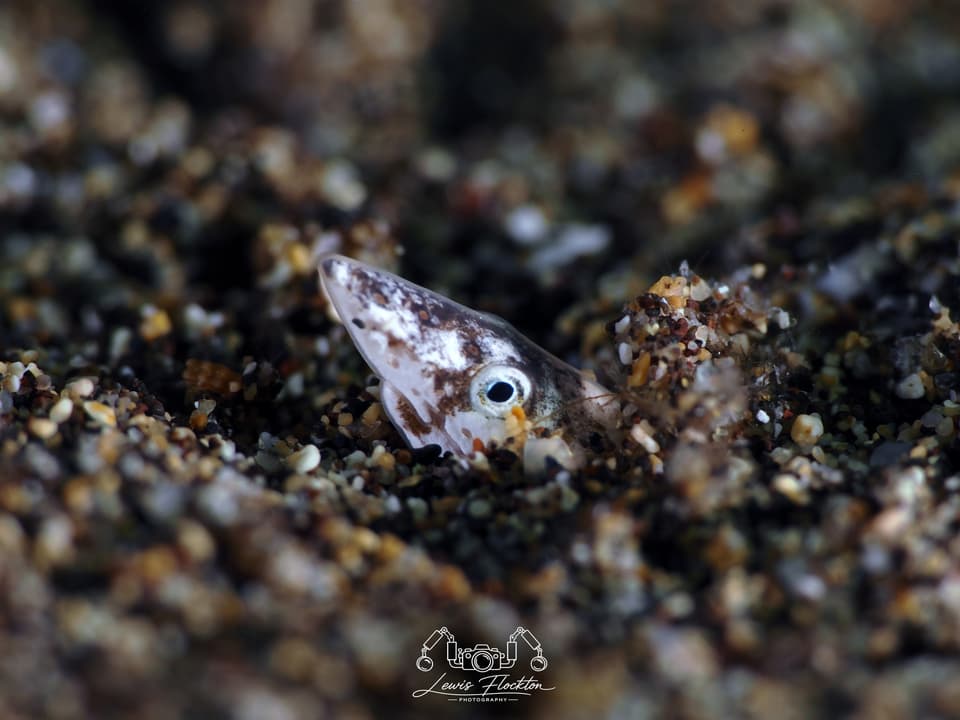 ภาพประกอบของ ปลา caecus (Apterichtus caecus)
