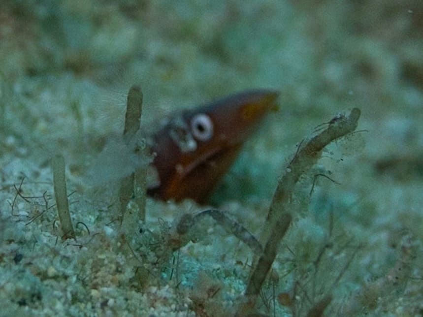 ภาพประกอบของ ปลา flavicaudus (Apterichtus flavicaudus)