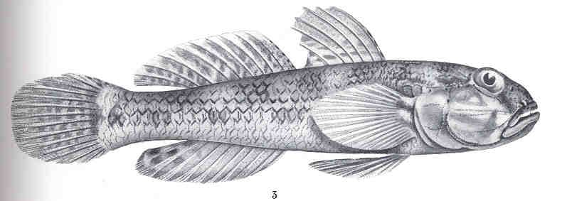 ภาพประกอบของ ปลาบู่บู่ (Arenigobius leftwichi)