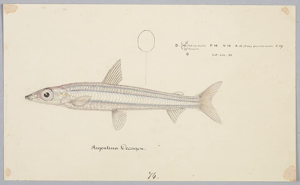 ภาพประกอบของ ปลา elongata (Argentina elongata)