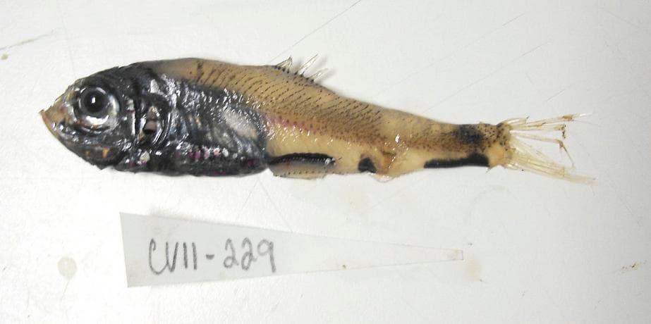 ภาพประกอบของ ปลา atlanticus (Argyripnus atlanticus)