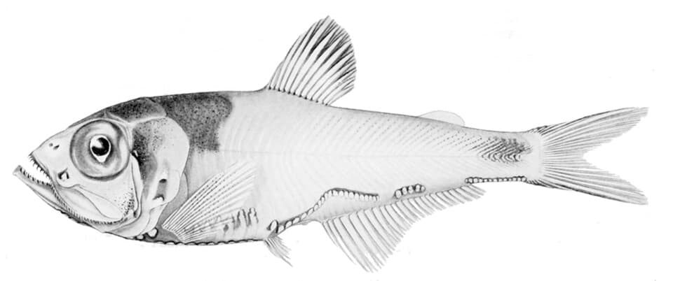 ภาพประกอบของ ปลา iridescens (Argyripnus iridescens)