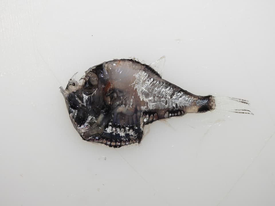 ภาพประกอบของ ปลา aculeatus (Argyropelecus aculeatus)