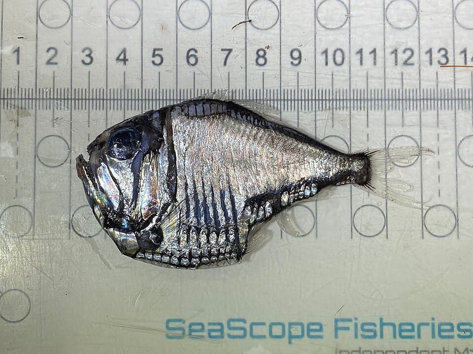 ภาพประกอบของ ปลา olfersii (Argyropelecus olfersii)