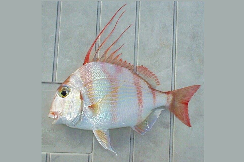 ภาพประกอบของ ปลา bleekeri (Argyrops bleekeri)