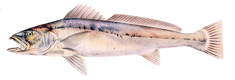 ภาพประกอบของ ปลาจวด hololepidotus (Argyrosomus hololepidotus)