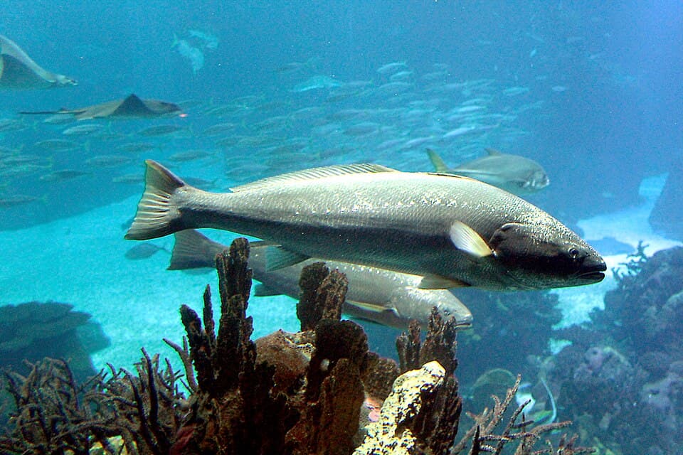 ภาพประกอบของ ปลาจวด regius (Argyrosomus regius)