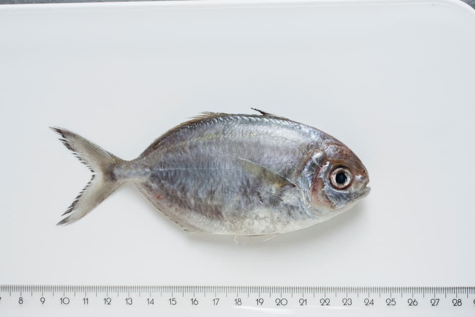 ภาพประกอบของ ปลา indicum (Ariomma indicum)