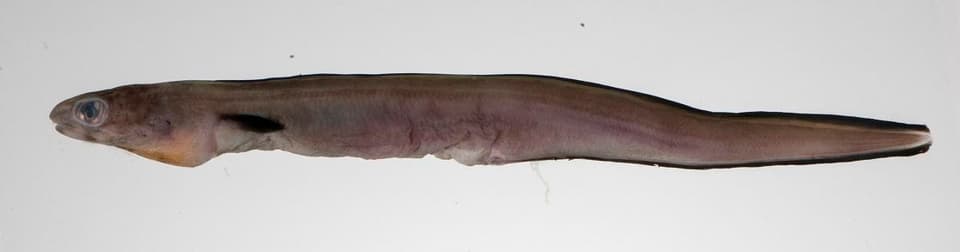 ภาพประกอบของ ปลา meeki (Ariosoma meeki)