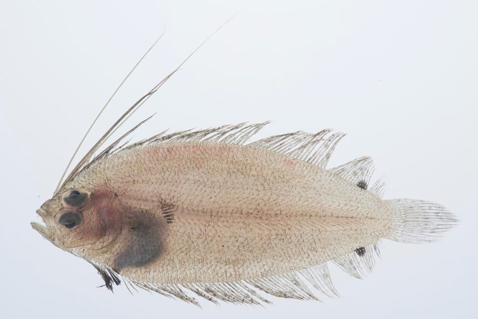 ภาพประกอบของ ปลา macrolophus (Arnoglossus macrolophus)
