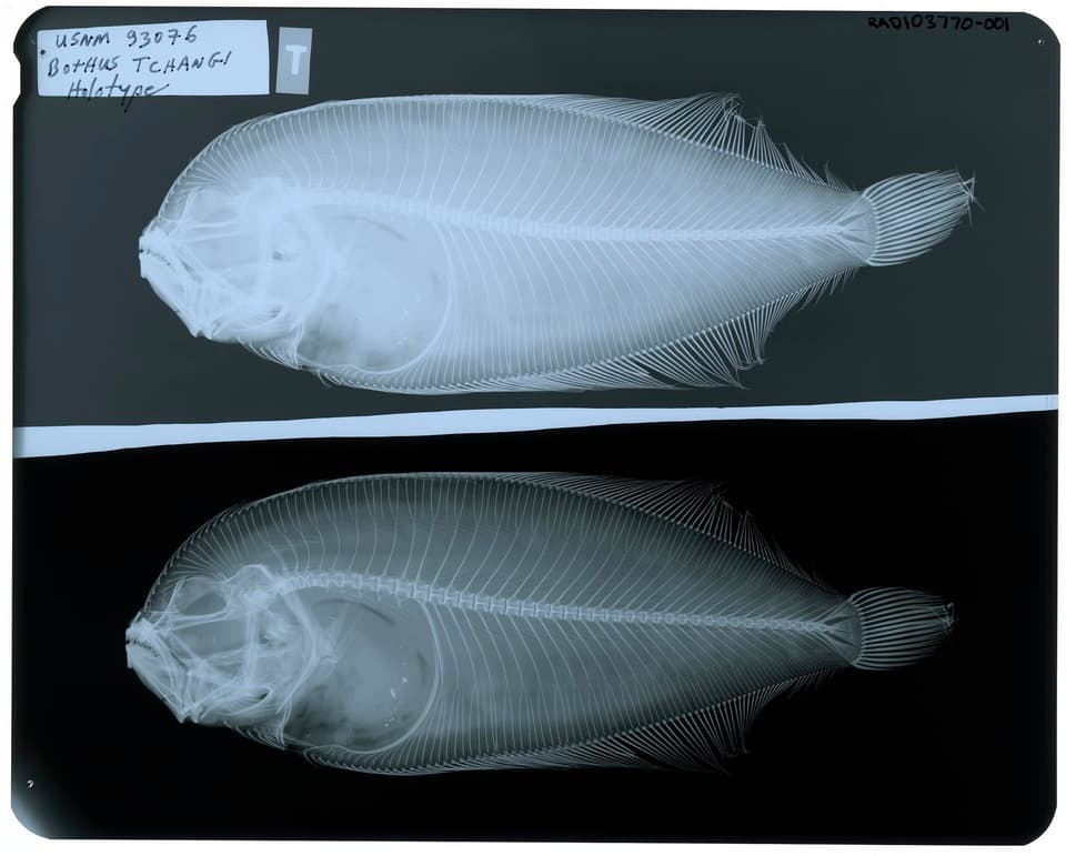 ภาพประกอบของ ปลา polyspilus (Arnoglossus polyspilus)