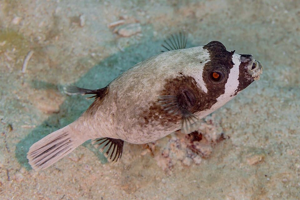 ภาพประกอบของ ปลาปักเป้าหน้ากาก (Arothron diadematus)