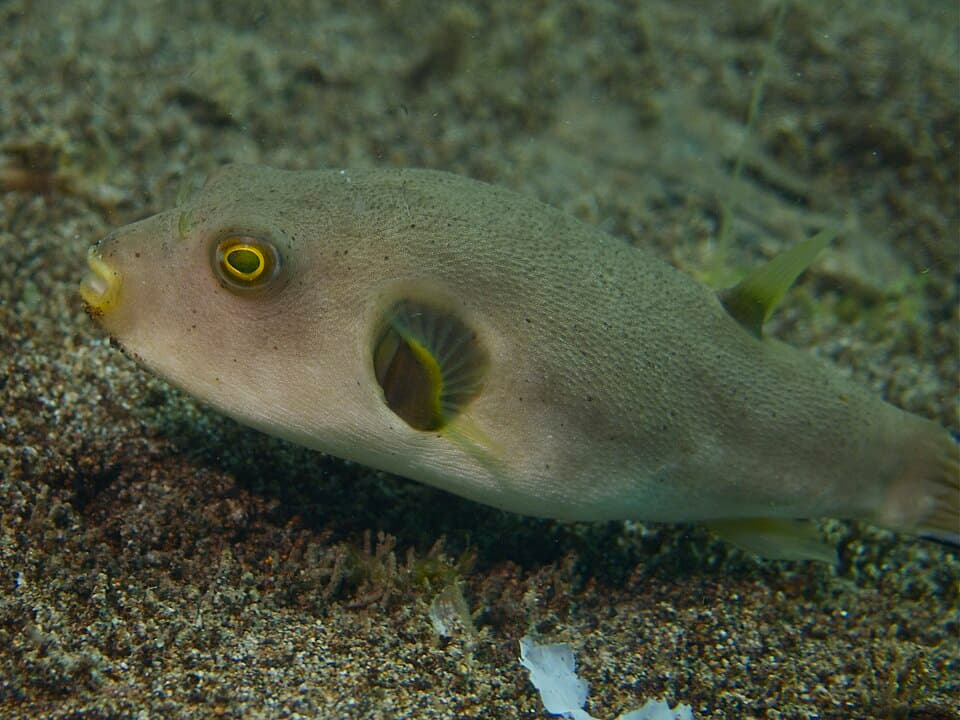 ภาพประกอบของ ปลาปักเป้าก้นดำ (Arothron immaculatus)
