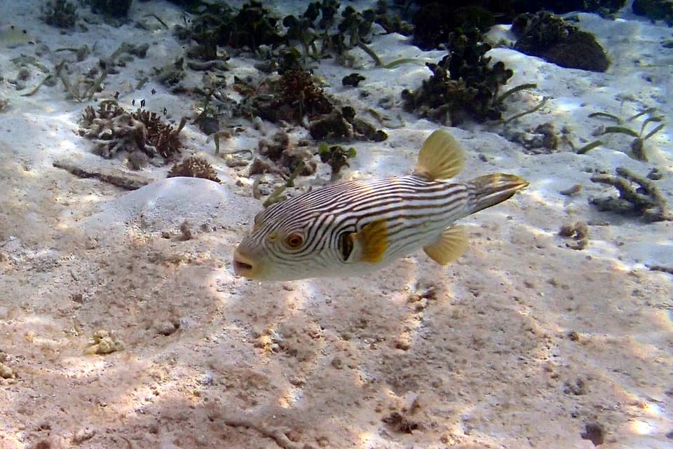 ภาพประกอบของ ปลาปักเป้าลายเส้น (Arothron multilineatus)