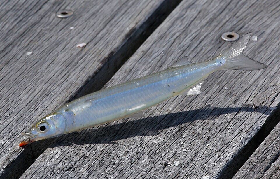 ภาพประกอบของ ปลา sclerolepis (Arrhamphus sclerolepis)