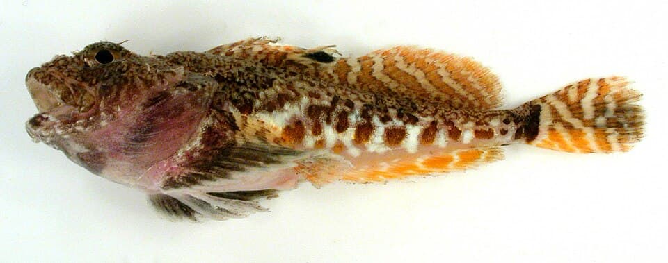ภาพประกอบของ ปลา scaber (Artediellus scaber)